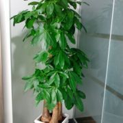 杭州航景园艺 专业花卉绿植租借与代管理服务