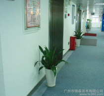 广州绿植 价格、批发与厂家指南，及花卉绿植租借与代管理服务