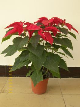 无锡花卉绿植租借与代管理服务 打造绿色办公空间