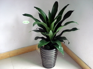 上海办公室植物租摆服务 绿植盆栽租赁与专业代管理