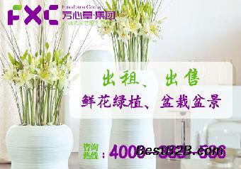 成都花木盆景租赁公司 专业花卉绿植租借与代管理服务