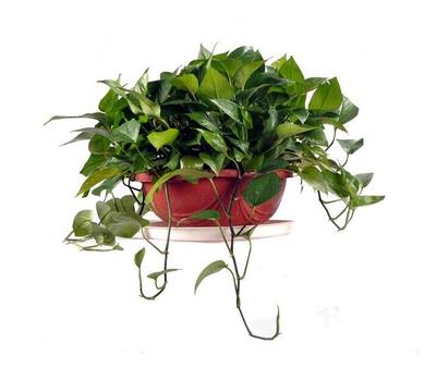 花卉出租服务，北京朝阳区专业花卉绿植租摆公司，让办公空间与生活更添绿意