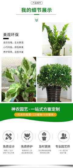 水培盆栽植物出租 办公室绿植租赁与批发租摆解决方案