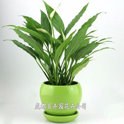 成都办公室绿植租摆全指南 价格、方案设计一站式解析