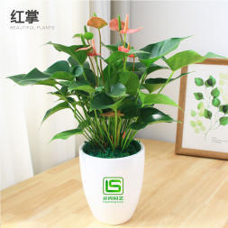 办公室花卉绿植租赁 花木销售、花木出租、绿化工程等