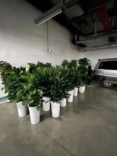 花卉绿植长期租摆 成都企业办公与商业空间的美化新选择