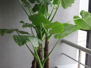 静安新城龙茗路漕宝路七宝镇绿植租赁租摆服务 打造都市绿色空间