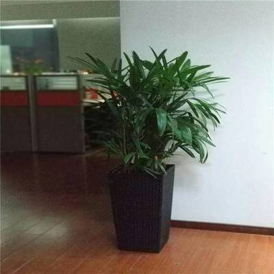 天津谷鑫亚泰花卉 绿植租赁、租摆服务与室内花卉设计专家