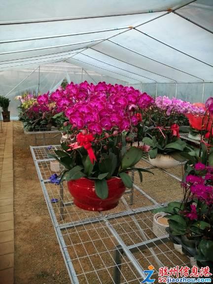 三里河春日花卉盛宴 精品绿植多肉特惠，果树苗木焕新家园