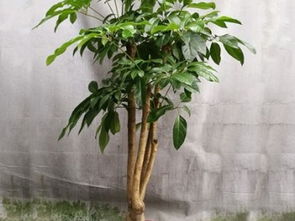 广州花卉租摆 美化空间，便捷经济的绿化新选择