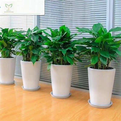 告别绿意 优化产品删除页，提升花卉绿植租借用户体验