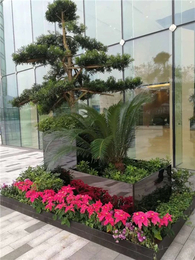 绿植租赁新风尚 武汉雅淳花卉，点亮汉口办公与生活空间