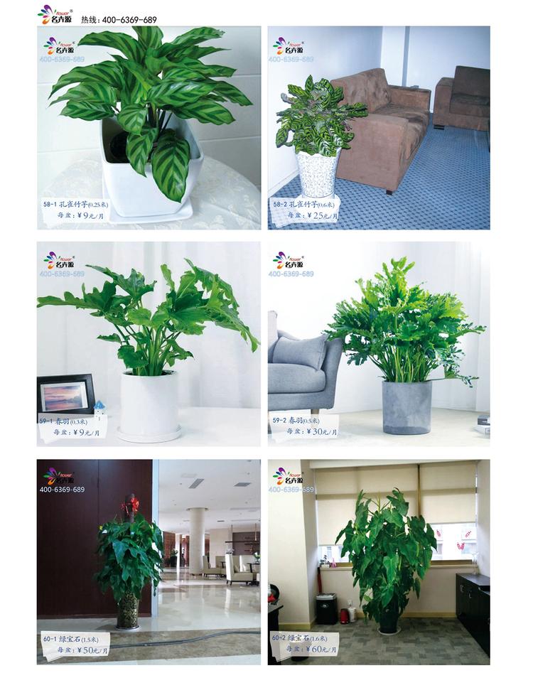 郑州花卉绿植一站式服务 租赁与批发，价格优品种全