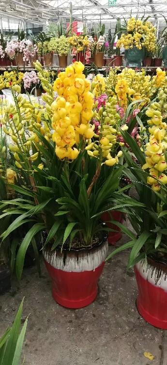 王府井办公室绿植租赁 打造高效活力的绿色办公空间