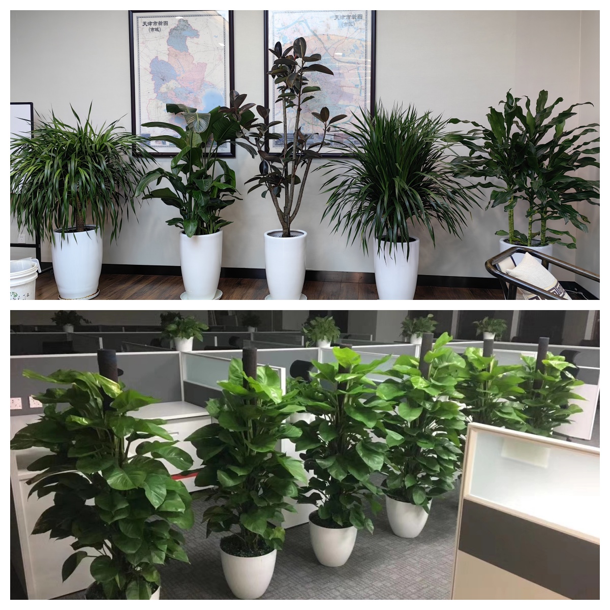 天津绿植租赁 让花卉租摆为生活添生机