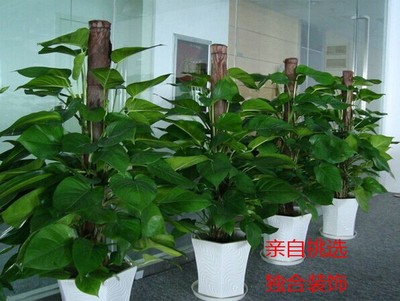 深圳办公绿植租摆 让工作空间生机盎然的贴心选择