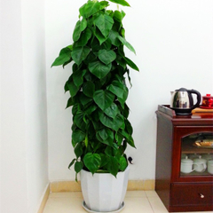 花卉绿植租借 让自然之美流动于生活与办公空间的智慧选择