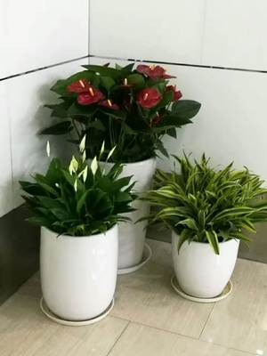 上海绿植租摆 专业绿化服务在都市生活中的新生态空间