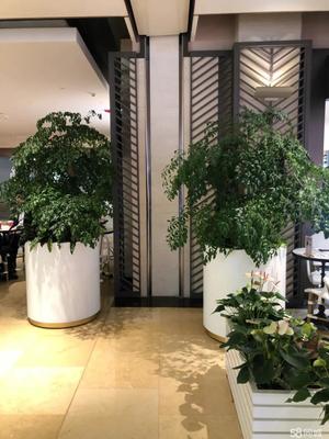 办公室酒店绿植租摆 租一隅绿意，聘自然入室