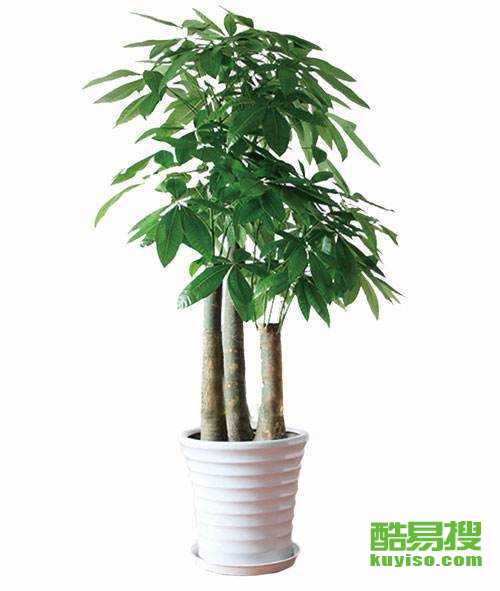 北京昌平绿植花卉租赁回龙观分公司——绿色生活从此触手可及