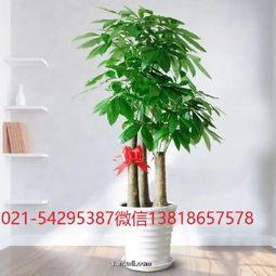 虹桥路商务楼植物订花送花,花卉租赁长宁区虹桥路绿植花卉租赁租
