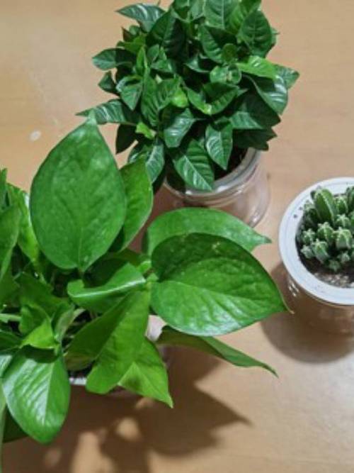 从一盆绿植开始 小而美的自然生活实验