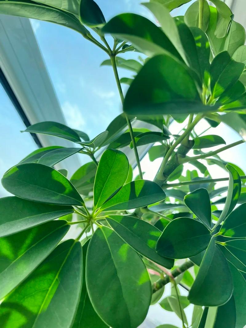 花卉绿植 种的是喜欢,养得是心情,生活本是平淡无奇,忙碌