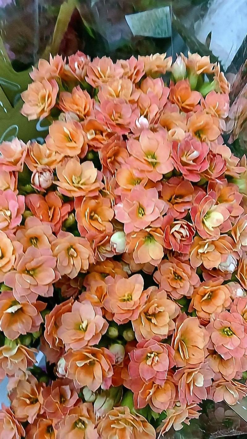 花卉绿植 #花的世界很美 #花开富贵好运来 #花 #国学 - 抖音
